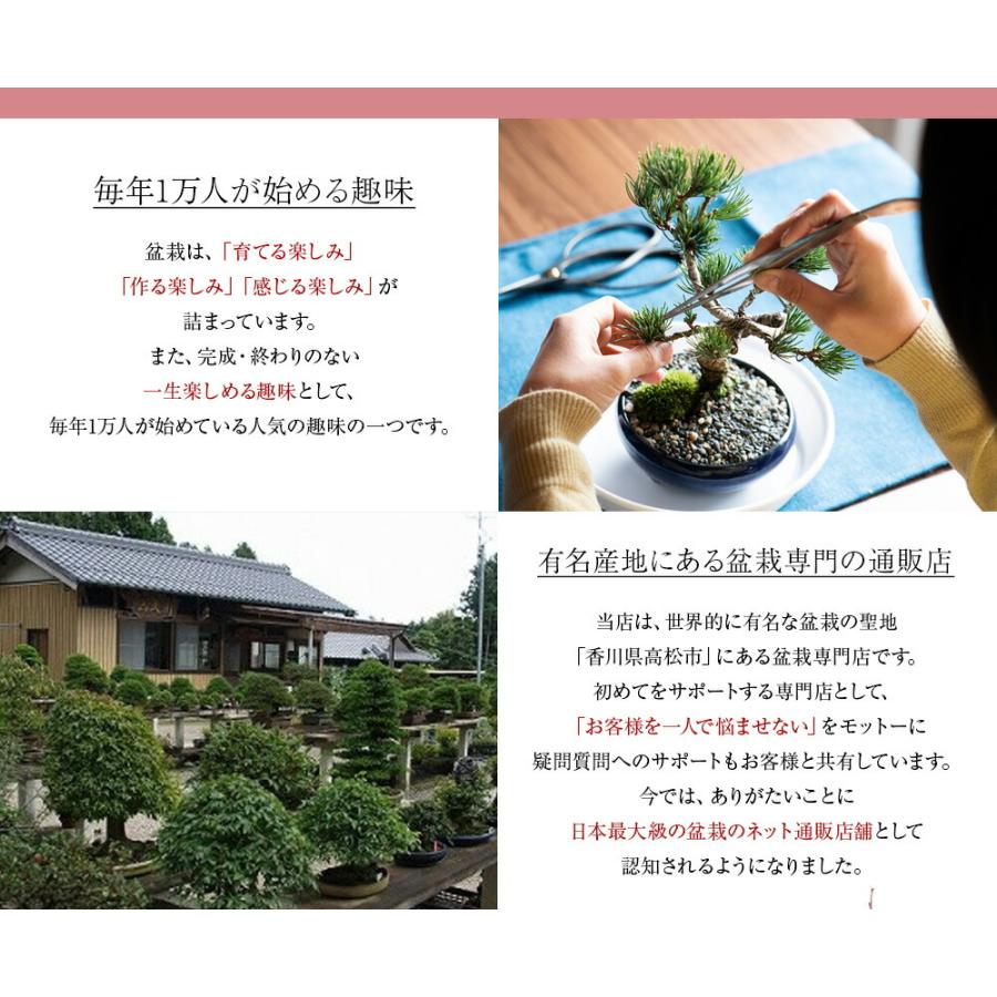盆栽 桜 藤 桜と藤の寄植え盆栽 信楽焼 三足青窯変鉢 ミニ桜 旭山桜 一才桜 ギフト プレゼント 贈り物 御祝い誕生日 桜特集_8