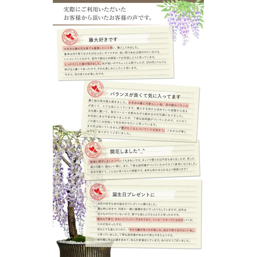 盆栽 桜 藤 桜と藤の寄植え盆栽 信楽焼 三足青窯変鉢 ミニ桜 旭山桜 一才桜 ギフト プレゼント 贈り物 御祝い誕生日 桜特集_9