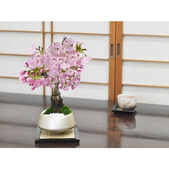 早割クーポン 母の日 桜盆栽 遅咲きの満開桜 5月開花 旭山桜 中サイズ 銀彩浅丸 受皿付き 鉢植え 花盆栽 ギフト 贈り物 開花調整 a3129 盆栽妙 ヤフー店 通販 Yahoo ショッピング 独創的 Www Maxipiso Com Ar