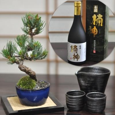 松盆栽 松 ミニ 五葉松と地酒、酒器のセット 丸小鉢 樹齢 5年 本場四国