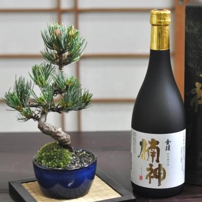 松盆栽 松 ミニ 五葉松と地酒のセット 丸小鉢 樹齢 5年 本場四国 松盆栽 松 ミニ 五葉松と地酒のセット 丸小鉢 樹齢 5年 本場四国