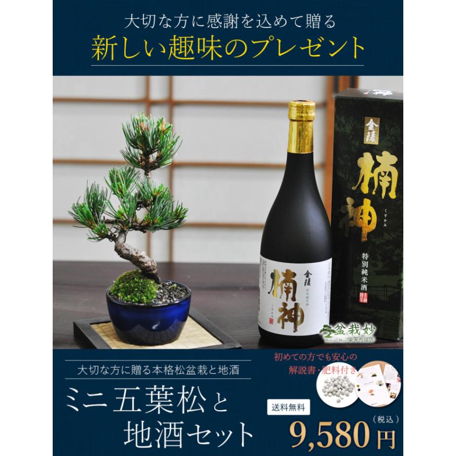 松盆栽 松 ミニ 五葉松と地酒のセット 丸小鉢 樹齢 5年 本場四国 松盆栽 松 ミニ 五葉松と地酒のセット 丸小鉢 樹齢 5年 本場四国