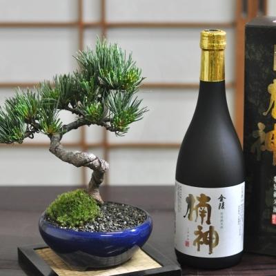 父の日 松盆栽 松 ミニ 五葉松と地酒のセット 生子鉄鉢 樹齢 7年 本場四国 ブランド ランキング bonsai 鉢植え 植物 癒し｜bonsaimyo