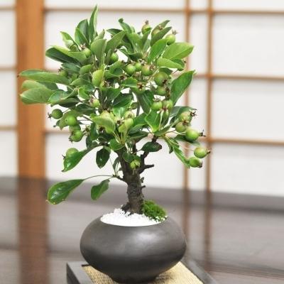 ミニりんご 万古焼　黒丸和鉢 実なり盆栽 本場四国 ブランド 人気 ランキング 60代 70代 bonsai ぼんさい 鉢植え 植物 和 癒し