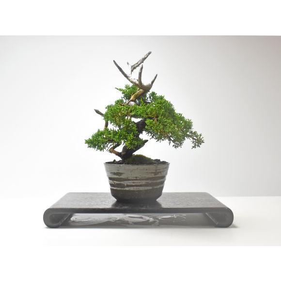 盆栽 紀州真柏 飛龍 ミニ盆栽 松柏 記念樹 鉢植え シンボルツリー 日本