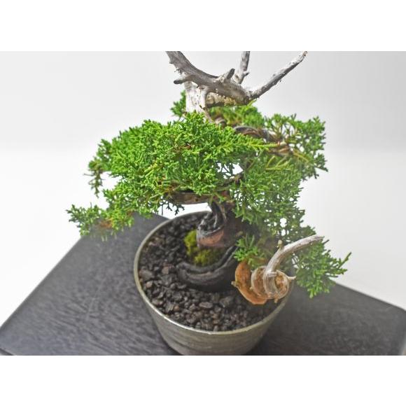 盆栽 紀州真柏 飛龍 ミニ盆栽 松柏 記念樹 鉢植え シンボルツリー 日本