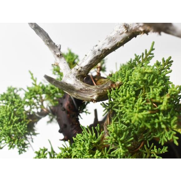 盆栽 紀州真柏 飛龍 ミニ盆栽 松柏 記念樹 鉢植え シンボルツリー 日本