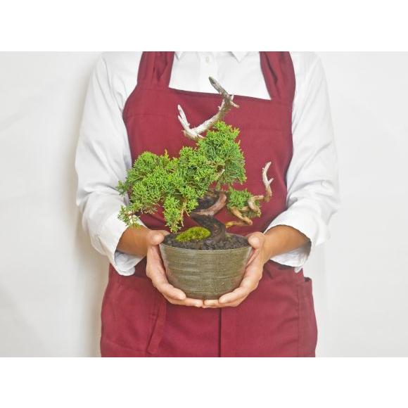 盆栽 紀州真柏 飛龍 ミニ盆栽 松柏 記念樹 鉢植え シンボルツリー 日本