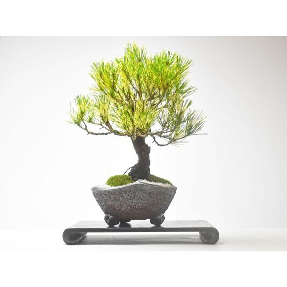 蛇の目松 斑入り 盆栽 8号陶器鉢つき 極上樹形❗ 盆栽 蛇の目松