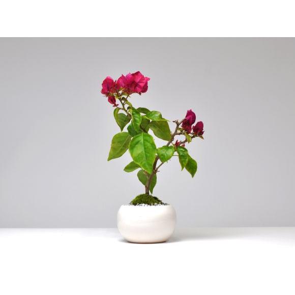 盆栽 ブーゲンビリアの盆栽 ミニ盆栽 花 記念樹 鉢植え シンボルツリー