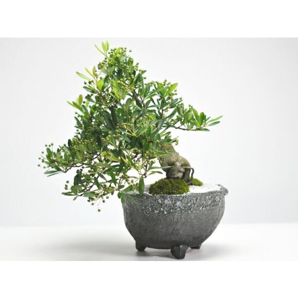 盆栽 ピラカンサ 小品盆栽 花もの盆栽 実もの盆栽 誕生日 お祝い ギフト プレゼント 贈り物 ラッピング 鉢植え 盆栽妙_2