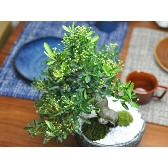 盆栽 ピラカンサ 小品盆栽 花もの盆栽 実もの盆栽 誕生日 お祝い ギフト プレゼント 贈り物 ラッピング 鉢植え 盆栽妙_5