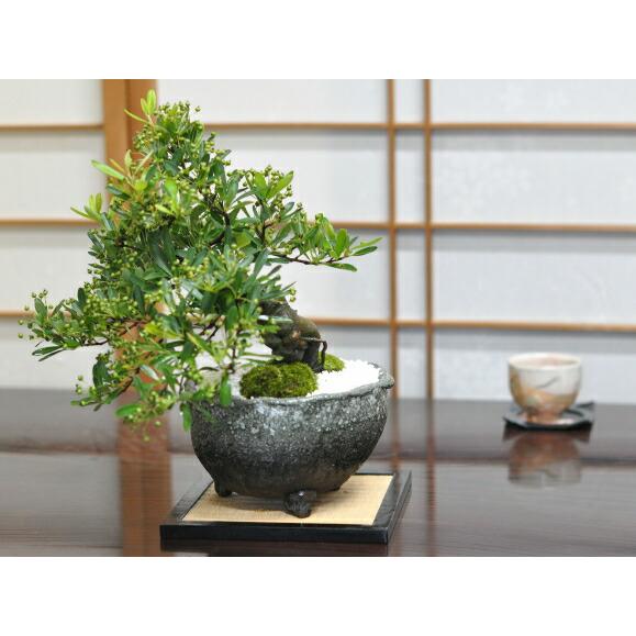盆栽 ピラカンサ 小品盆栽 花もの盆栽 実もの盆栽 誕生日 お祝い ギフト プレゼント 贈り物 ラッピング 鉢植え 盆栽妙_6