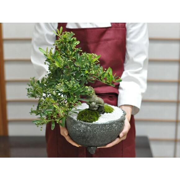 盆栽 ピラカンサ 小品盆栽 花もの盆栽 実もの盆栽 誕生日 お祝い ギフト プレゼント 贈り物 ラッピング 鉢植え 盆栽妙_7