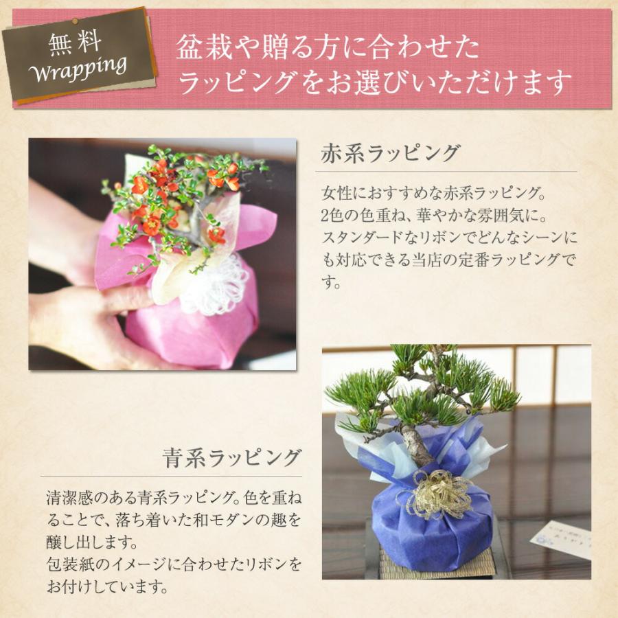 盆栽 楓の寄せ植え 太幹 楓 カエデ 紅葉 誕生日 お祝い ギフト