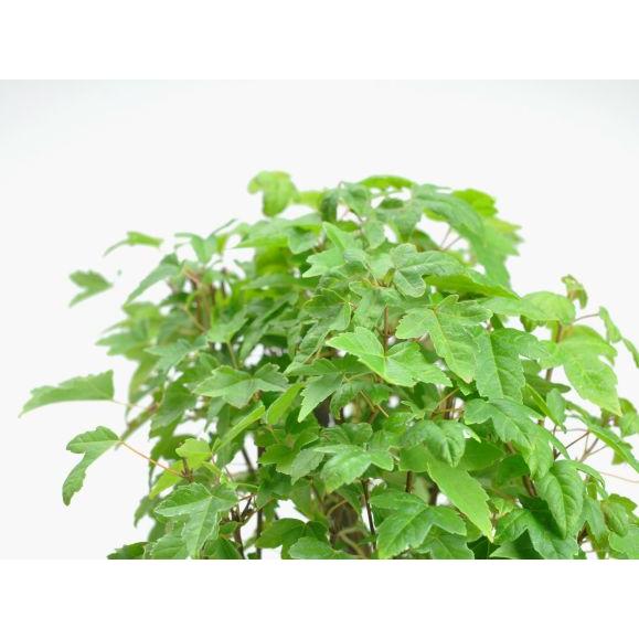 盆栽 楓の寄せ植え 太幹 楓 カエデ 紅葉 誕生日 お祝い ギフト