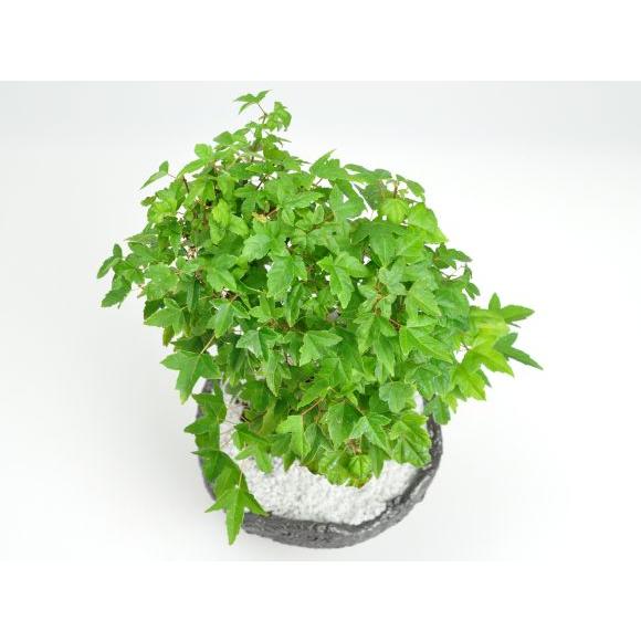 盆栽 楓の寄せ植え 太幹 楓 カエデ 紅葉 誕生日 お祝い ギフト