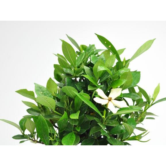 盆栽 クチナシ 太幹 くちなし 誕生日 お祝い ギフト プレゼント 贈り物