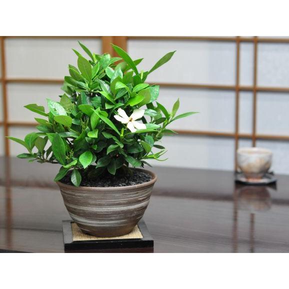 クチナシ　太幹 盆栽 クチナシ 太幹 くちなし 誕生日 お祝い ギフト プレゼント 贈り物