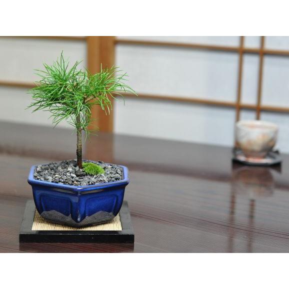 盆栽 吾妻五葉松 ゴヨウマツ 誕生日 お祝い ギフト プレゼント 贈り物