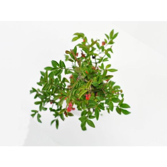 盆栽 『コマユミ』 紅葉 花 実 アート インテリア 送料無料 b193 コマユミ紅葉 | 小品盆栽てのり樹工房