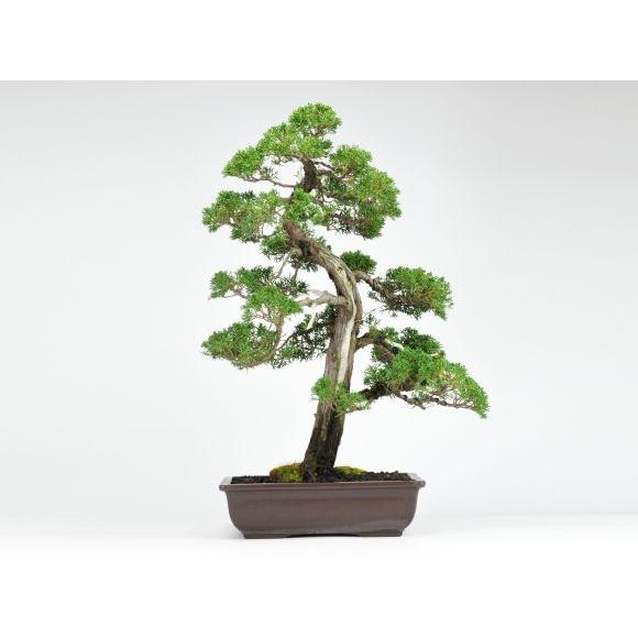 真柏　盆栽　大品　文人　紀州真柏 楽天市場】盆栽 真柏 文人 中品盆栽 しんぱく シンパク 盆栽入門