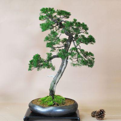 盆栽妙 紀州真柏 花鳥風月 大型 真柏盆栽 ギフト 植木 : 盆栽妙 ヤフー