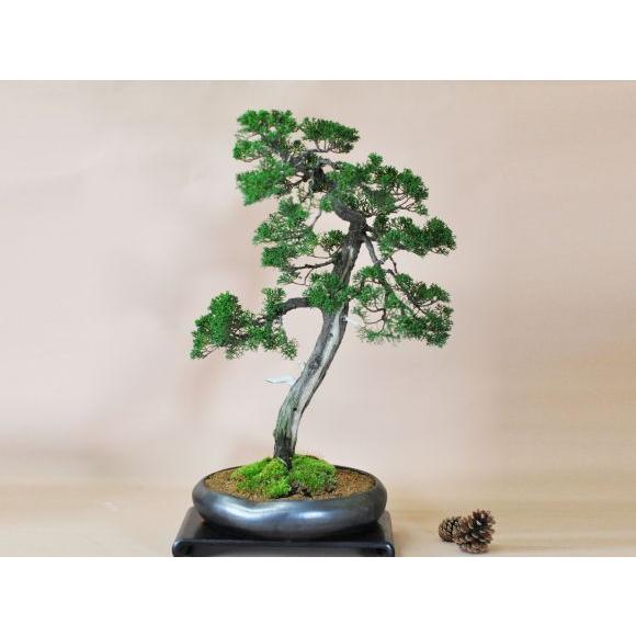 盆栽妙 紀州真柏 花鳥風月 大型 真柏盆栽 ギフト 植木 : 盆栽妙 ヤフー