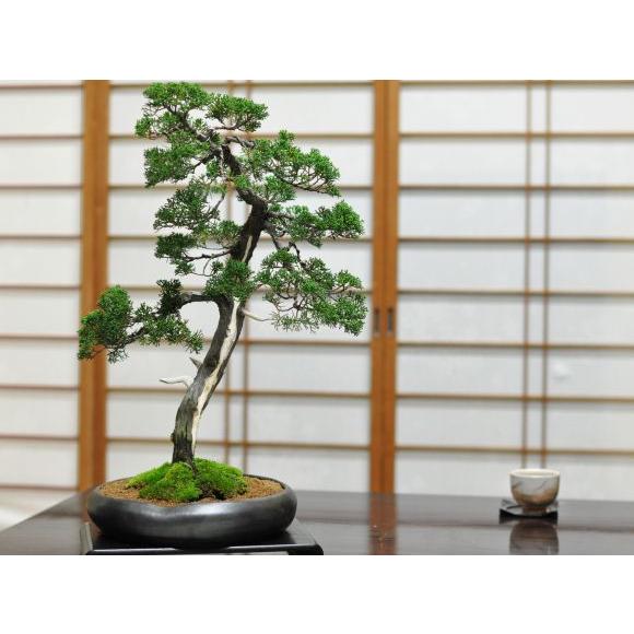 盆栽妙 紀州真柏 花鳥風月 大型 真柏盆栽 ギフト 植木 : 盆栽妙 ヤフー