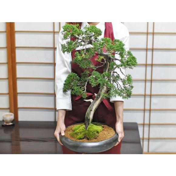盆栽妙 紀州真柏 花鳥風月 大型 真柏盆栽 ギフト 植木 : 盆栽妙 ヤフー
