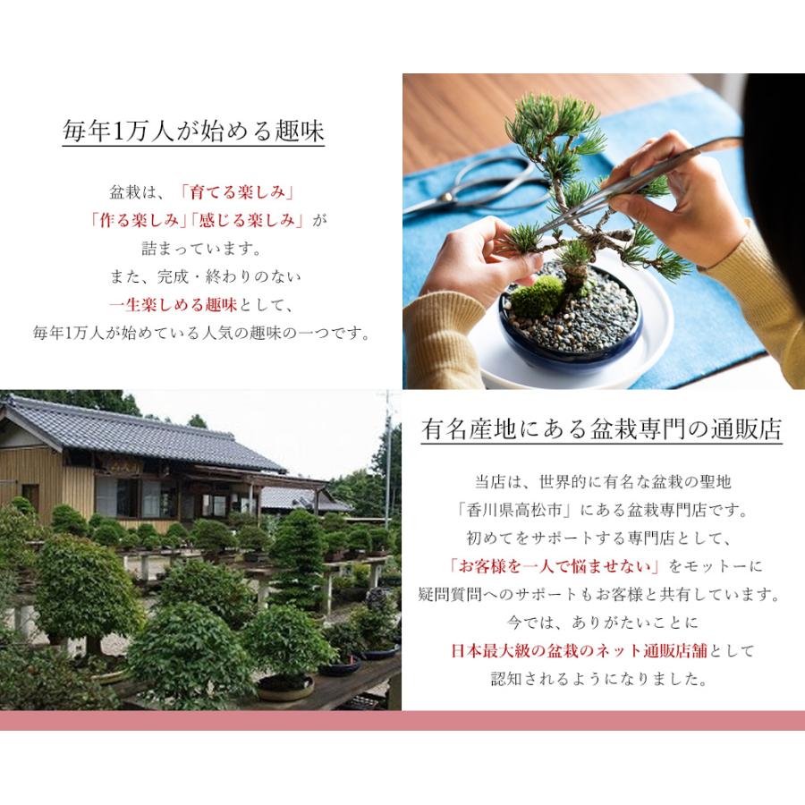 盆栽妙 姫ざくろ ミニ盆栽 柘榴 苗木 花 実 ギフト : 盆栽妙 盆栽妙 姫ざくろ ミニ盆栽 柘榴 苗木 花 実 ギフト : 盆栽妙
