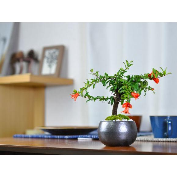 激特価　柘榴　盆栽 楽天市場】盆栽 ざくろ 希少 太捻幹 柘榴 明解育て方指南書付【盆栽