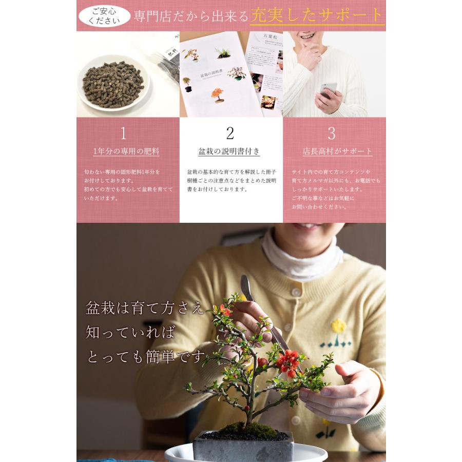 盆栽妙 姫ざくろ ミニ盆栽 柘榴 苗木 花 実 ギフト : 盆栽妙 盆栽妙 姫ざくろ ミニ盆栽 柘榴 苗木 花 実 ギフト : 盆栽妙