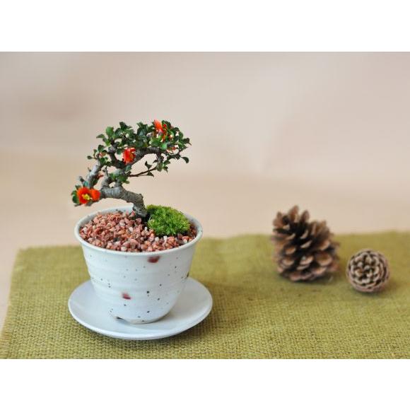 盆栽妙 小梅 長寿梅 ミニ盆栽 花 プレゼント 母の日 : 盆栽妙 ヤフー店