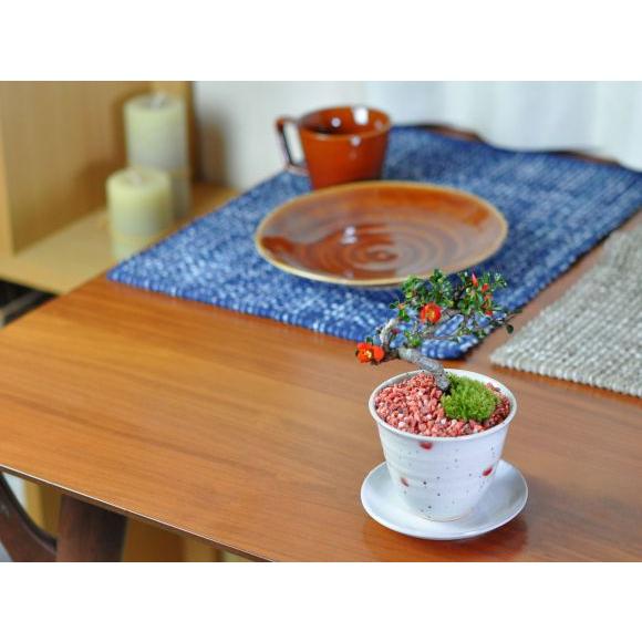 盆栽妙 小梅 長寿梅 ミニ盆栽 花 プレゼント 母の日_6