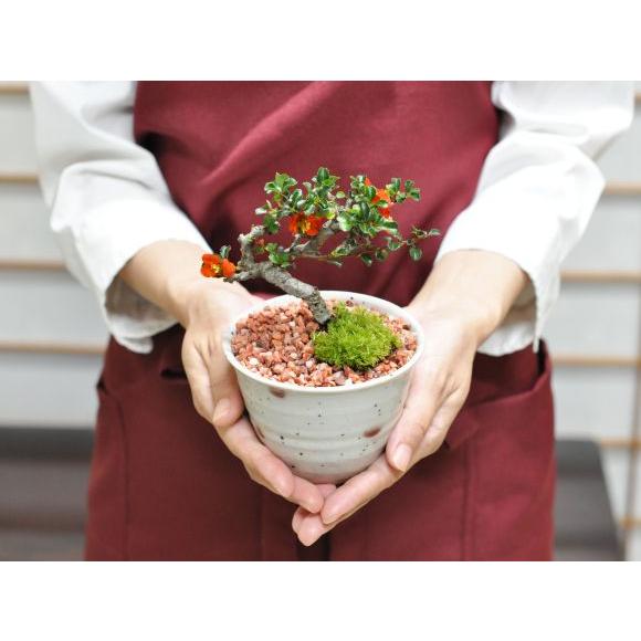 盆栽妙 小梅 長寿梅 ミニ盆栽 花 プレゼント 母の日 : 盆栽妙 ヤフー店 -