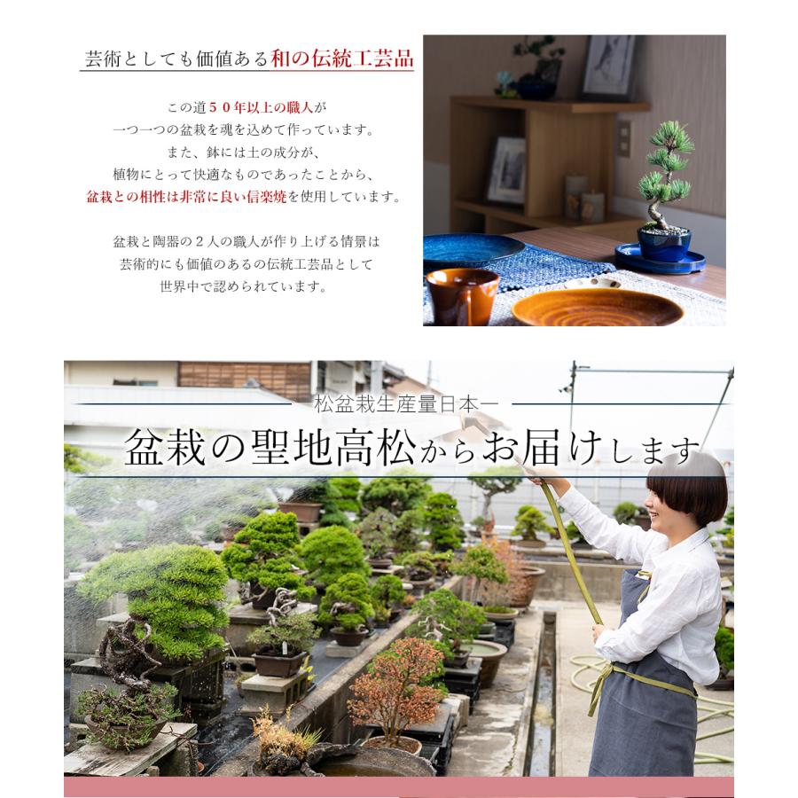 盆栽妙 極上五葉松 松富士 樹高約33cm 大型 贈り物 苗 : 盆栽妙 ヤフー