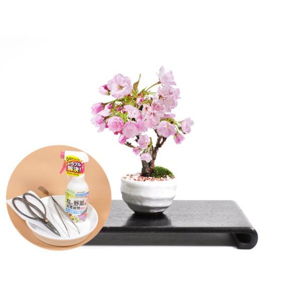 母の日 開花調整5月に咲くミニ桜(受け皿付き)とはじめての道具セット