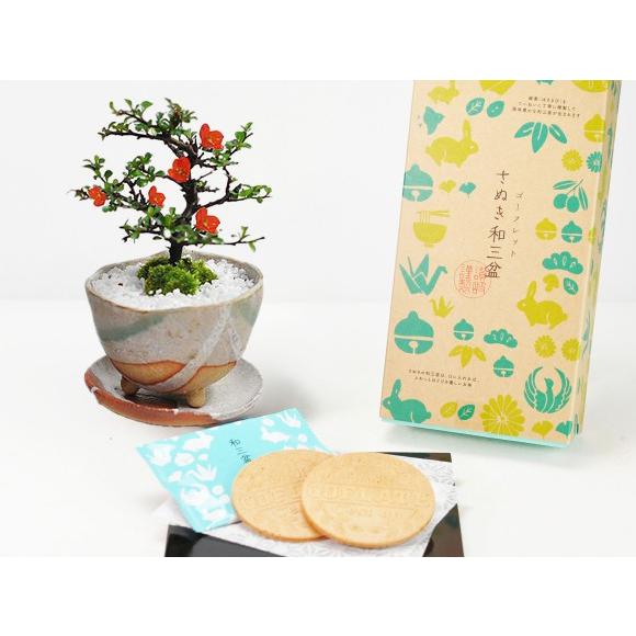 長寿梅白掛祝い鉢(受け皿付き)と和三盆ゴーフレットセット 盆栽 ミニ
