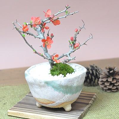 長寿梅 信楽鉢 : 盆栽妙 ヤフー店 - 通販 - Yahoo!ショッピング