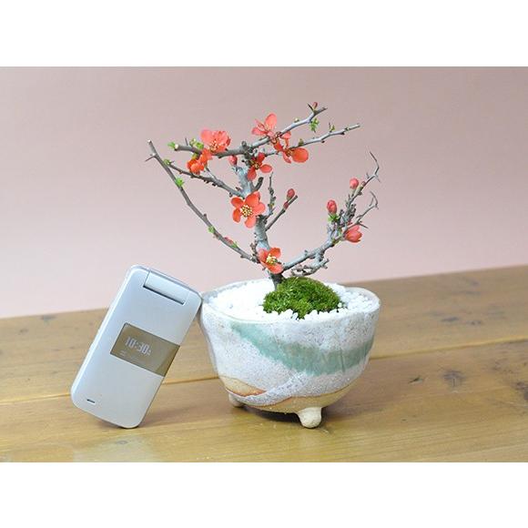 長寿梅 信楽鉢 : 盆栽妙 ヤフー店 - 通販 - Yahoo!ショッピング