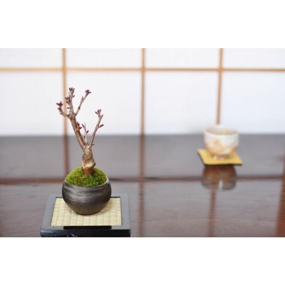 桜 盆栽 一才桜(旭山) ミニ桜 園芸 鉢植え ギフト 開店 お祝い 退職