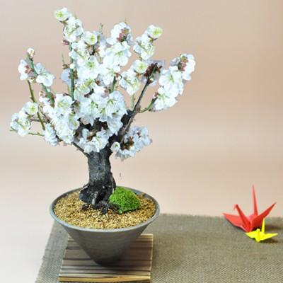 白梅 すり鉢 梅の盆栽 白い花 ギフト 盆栽 開店 お祝い 退職 白梅 すり鉢 梅の盆栽 白い花 ギフト 盆栽 開店 お祝い 退職