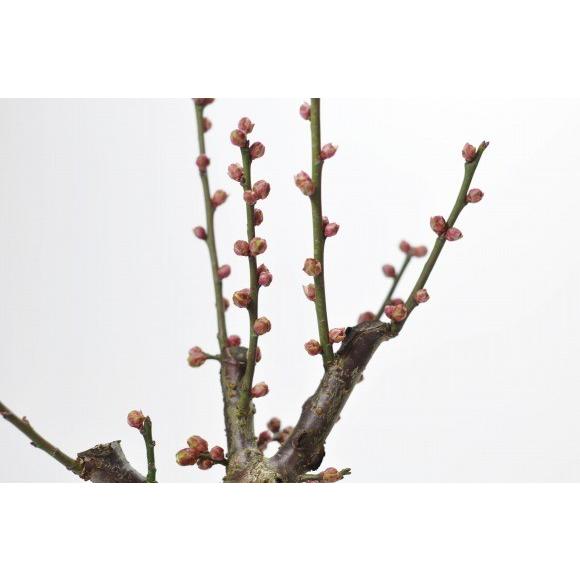 梅 盆栽　白梅 楽天市場】2025年2月末頃開花梅盆栽白梅盆栽白梅ポット入り純白