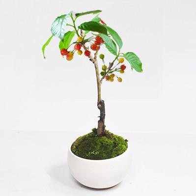 さくらんぼ : 盆栽妙 ヤフー店 - 通販 - Yahoo!ショッピング