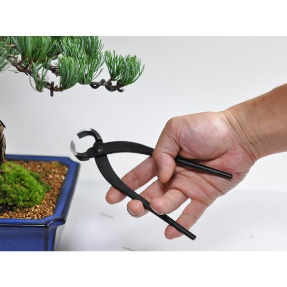 根切 小 180mm 盆栽 ミニ盆栽 盆栽道具 a587 盆栽妙 ヤフー店 通販 Yahoo ショッピング