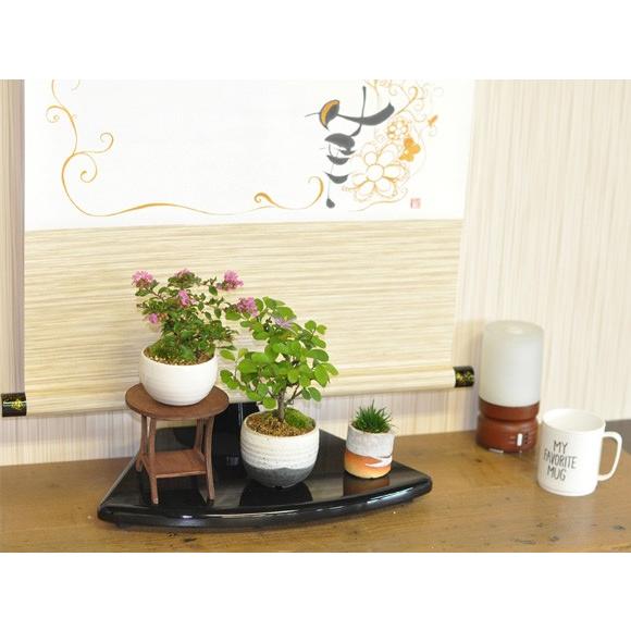 掛け軸 飾り台(扇型) 盆栽 ミニ盆栽 掛軸 : 盆栽妙 ヤフー店 掛け軸 飾り台(扇型) 盆栽 ミニ盆栽 掛軸 : 盆栽妙 ヤフー店