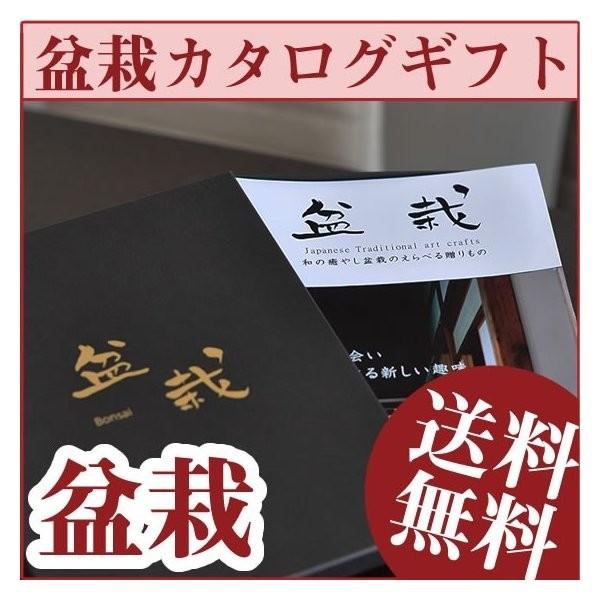 盆栽カタログギフト ミニ盆栽 送料無料 いろんな盆栽を選べる初心者向け  16商品から選べるカタログギフト 盆栽カタログギフト｜bonsaimyo