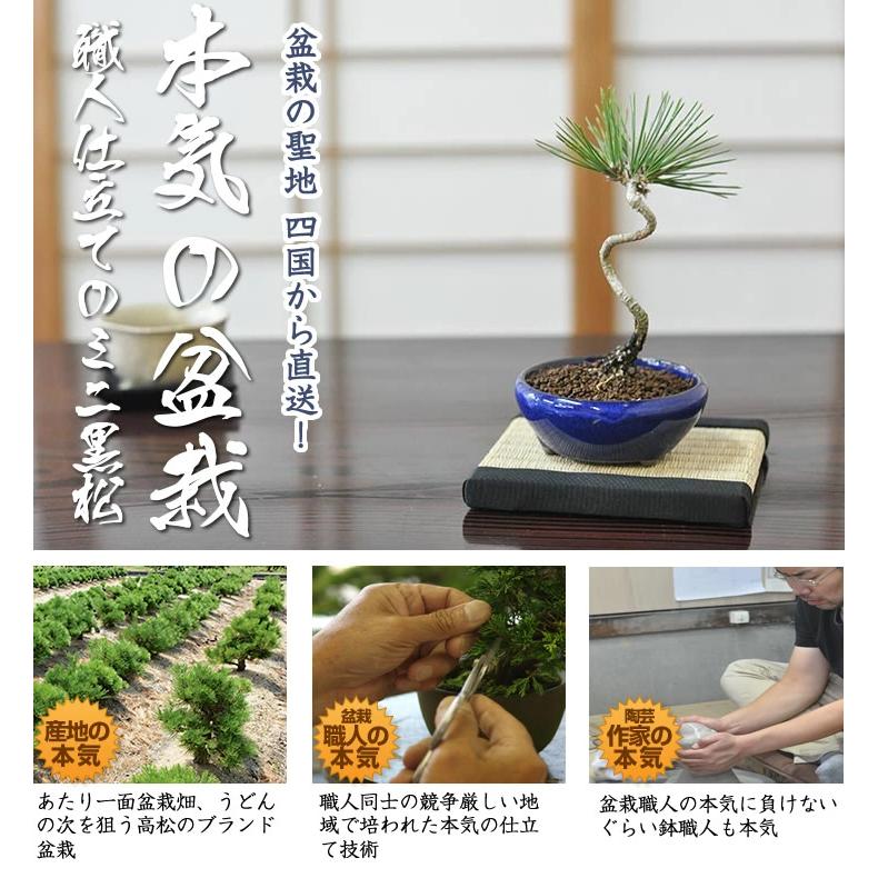 盆栽 送料無料 お試しミニ盆栽 黒松 はじめてでも安心 盆栽はじめてブックプレゼント中 ミニ盆栽 盆栽 入門 初心者 おためし ボンサイ Cpr003 盆栽妙 ヤフー店 通販 Yahoo ショッピング
