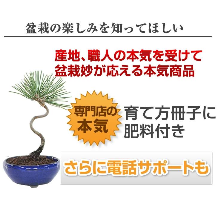盆栽 送料無料 お試しミニ盆栽 黒松 はじめてでも安心 盆栽はじめてブックプレゼント中 ミニ盆栽 盆栽 入門 初心者 おためし ボンサイ Cpr003 盆栽妙 ヤフー店 通販 Yahoo ショッピング